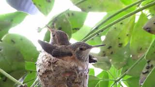 flying covid during bird down sounds relaxing hummingbirds lock stay