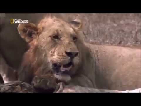 Life Documentary On Lions FULL HD DOCUMENTARY