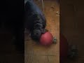 Dean playing with his big toy