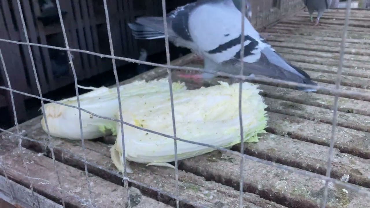 4 Сезона . Спарювання 