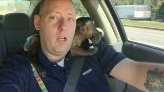WTF?!? There's a MONKEY IN my CAR?!?