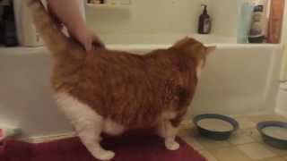 funny cat reacts to back scratch