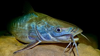 SALTWATER CATFISH?? Weekend Camping/Fishing Solo