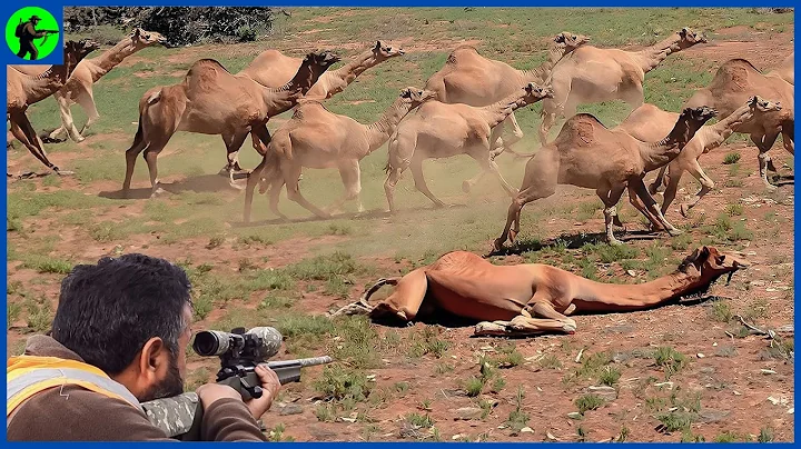 How Do Hunters And Farmers Deal With Millions Of Invasive Camels | Farming Documentary