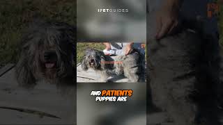 Cockapoo Care training and grooming tips #shorts #cockapoos #dog