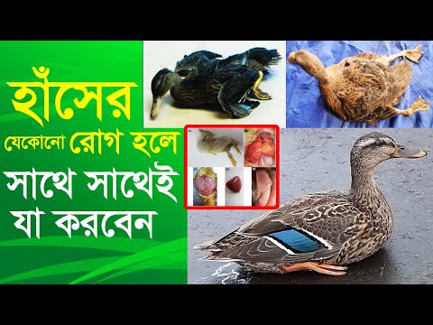 ভিডিও: হাঁসকে জোর করে খাওয়ানো হয় কেন?