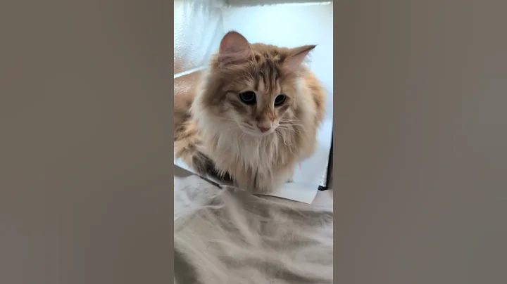Watch the video about Norwegian Forest Cat Models in a Photobox - Cats in Boxes #norwegianforestcat #furchildren #cat