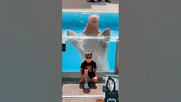 كلب البحر 
