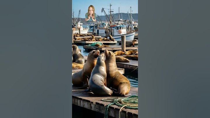 When you think 🤔 your seeing sea lions 🦭 at the docks 🤔😂subscribe👍#funny #comedy #dreamscreenai