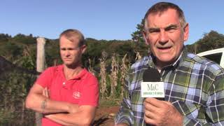 Jengibre - Mojón Grande, Misiones, Arg. Primera parte. #Jengibre