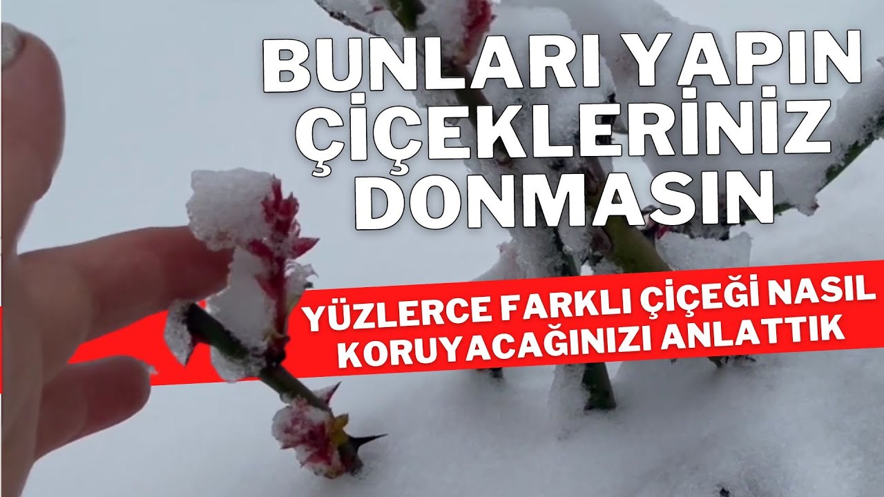 Как защитить цветы в саду от зимних морозов II уход за цветами видео уход за цветами