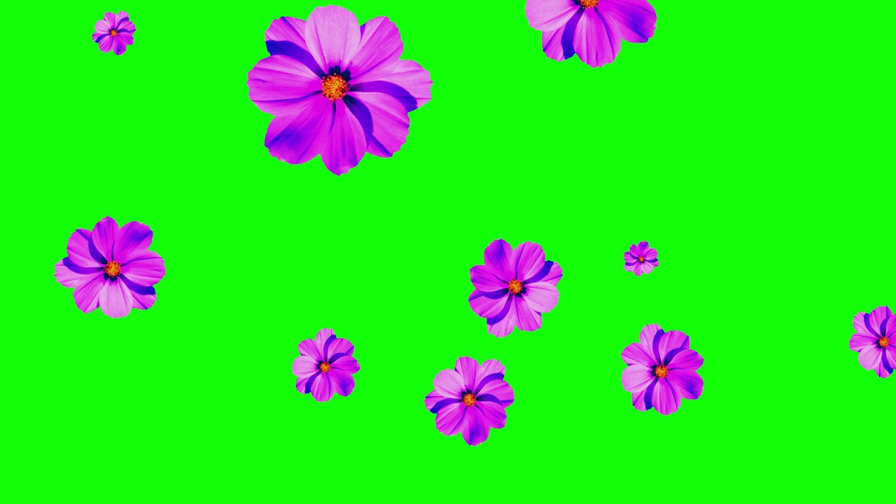 purple flower fall down green screen No Copyright, Motion Graphics