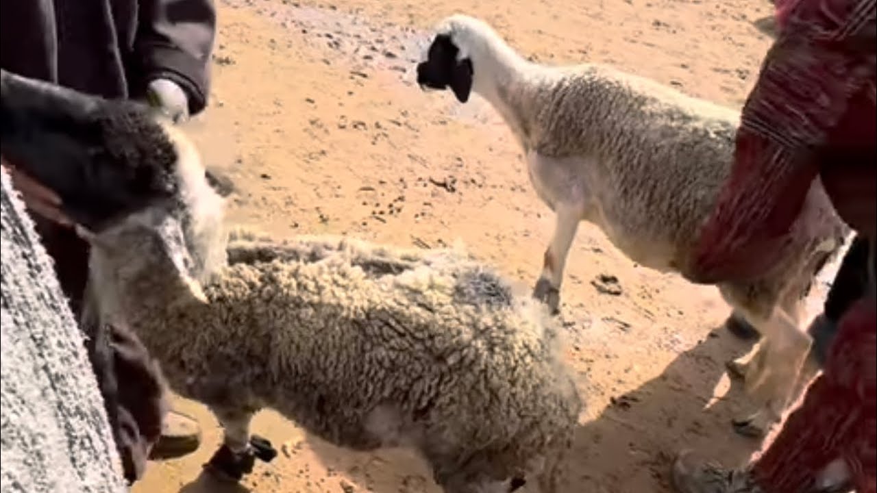 VLOG 8/3/2026 CHRIT 2 GHALMAT B 1600 DH O BEBETA B 200 Dh DABA 3ANDI 14 GHALMAT 