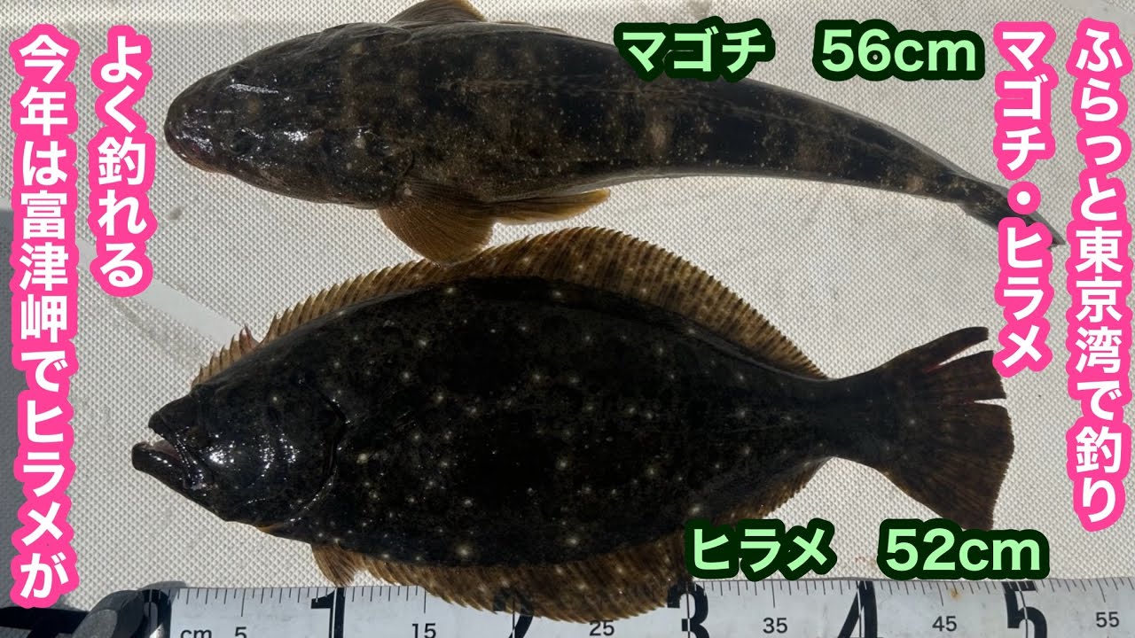 東京湾 ヒラメが、今年は当たり年‼️竿先見てると釣れる魚が、わかる