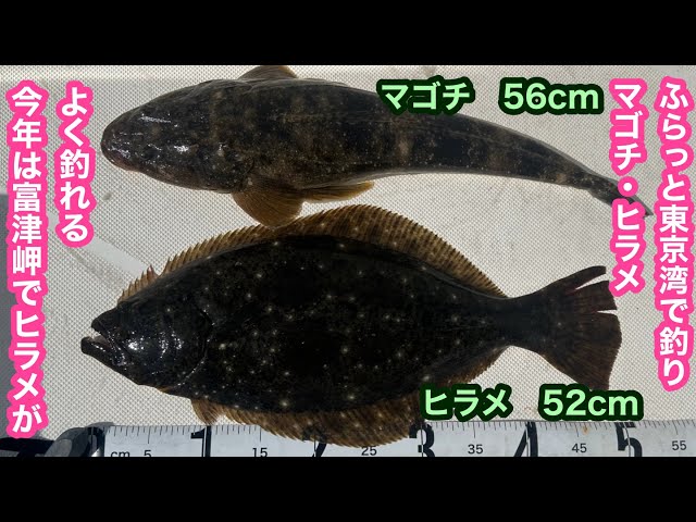 東京湾 ヒラメが、今年は当たり年‼️竿先見てると釣れる魚が、わかる