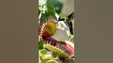Hummingbird Meets Venus Flytrap 🌺✨ | Nature