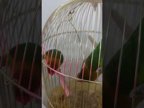تغريد عصافير اجمل صوت عصافير تغريد