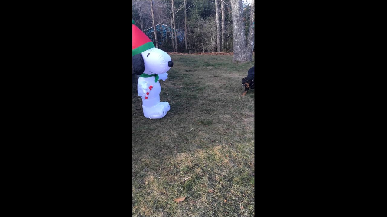 Rottweiler vs. blowup Snoopy Christmas decoration YouTube