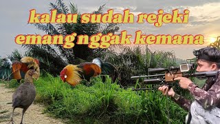 Berburu ayam hutan‼️kalau sudah rejeki emang nggak akan tertukar