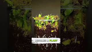 Skip Expensive Fertilizer Try This Instead #budget #plants #hack