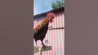 KUMPULAN SUARA AYAM KETAWA TERPANJANG DAN TERLUCU