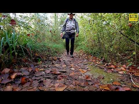 I FENICOTTERI NELL'OASI WWF LAGO DI ALVIANO (TR) - 4K CON NIKON Z9 E IL NIKKOR 180-600mm