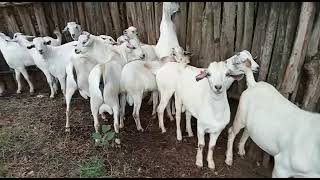 Pure Galla Breeding Bucks: Galla Goat Farming in Kenya #gallagoats