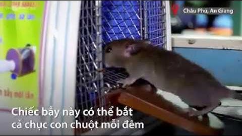 Bẫy Chuột Thông Minh - Bắt Sống Cả Đàn Chuột