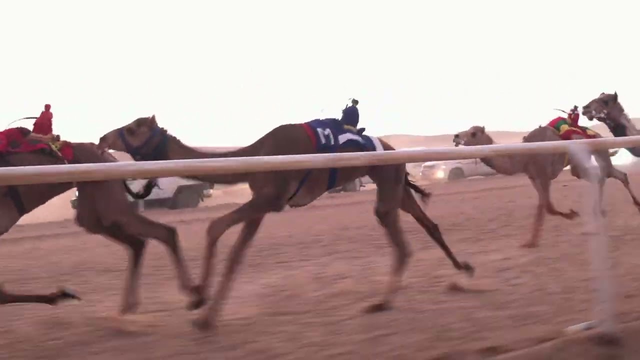 الشوط الرئيسي للقايا بكار 