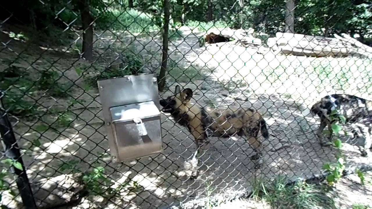 African Wild Dogs Henry Doorly Zoo YouTube