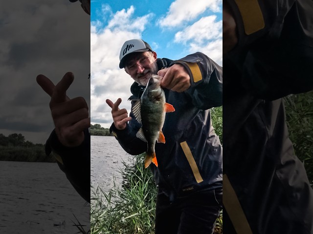 Neue TPE-Köder im Anflug 🔥#zeckfishing #goby #finesse  #barsch