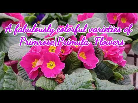 Video: Hængende Primula