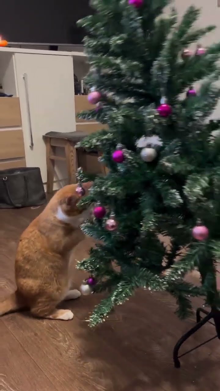 C magnifique vidéo chat ? ? ?