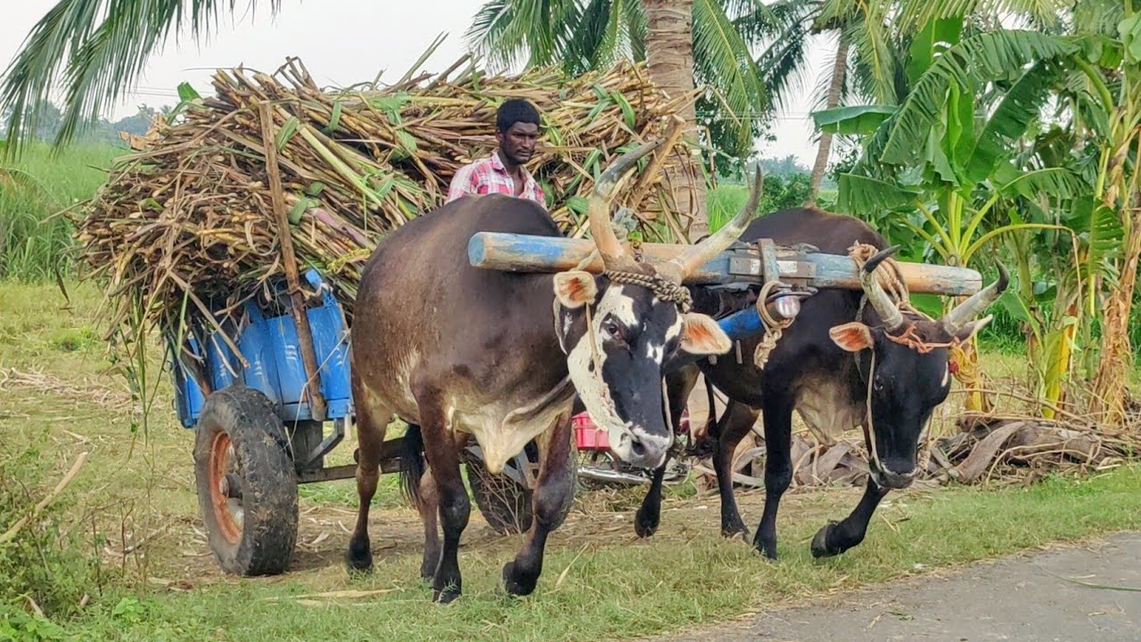 New Bullock Cart Heavy Load Mud Stuck in Riding \\ Edlabandi Video \\ buffalo Riding