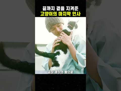 끝까지 곁을 지켜준 고양이의 마지막 <strong>인사</strong> #맛있는영화 #무비 #<strong>영화</strong>