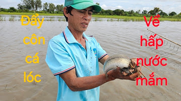 1199 l Đẩy côn bắt cá lóc mùa nước nổi l fish