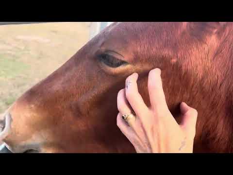 Introducing Joey - 18 month old Brumby Gelding
