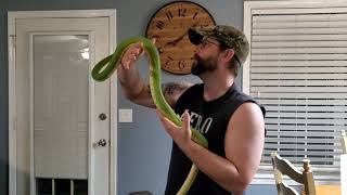 MEET OUR GREEN TREE PYTHON - YODA