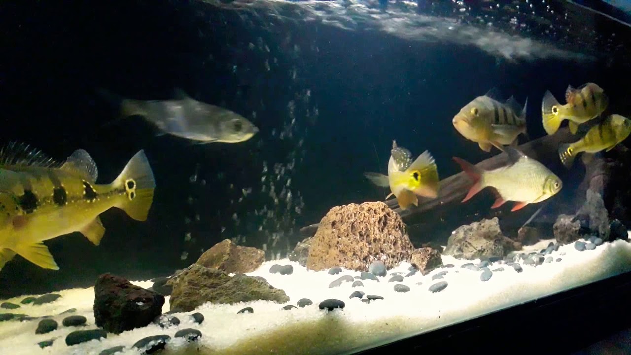 Peacock bass tank YouTube