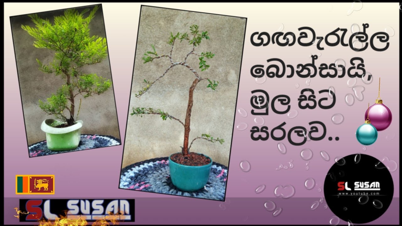 ගඟ වැරැල්ල බොන්සායි | phyllanthus myrtifolius | bonsai story 02