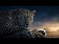 🐆 GHOST OF THE CANOPY: The Secret Life of a Leopard | 4K Cinematic Film