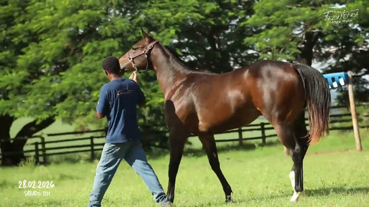 LOTE 03   BLUE IVY HAWK