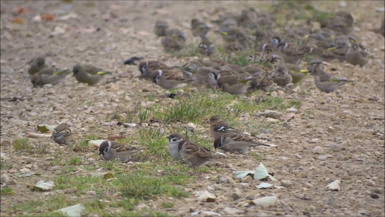 Jesienne mazurki, łuszczaki i trznadle