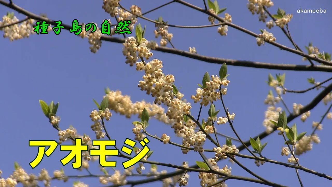アオモジ 初春のころ小枝に散形花序をつけ淡黄緑色の花を密に咲かせた開花風景令和4年 種子島の自然 Youtube