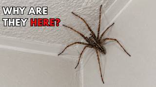 The Truth About Giant House Spiders In Britain