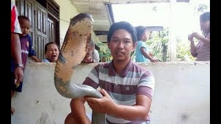 Ular Cobra Terbesar Di Kalimantan