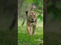 Queen Of Gir