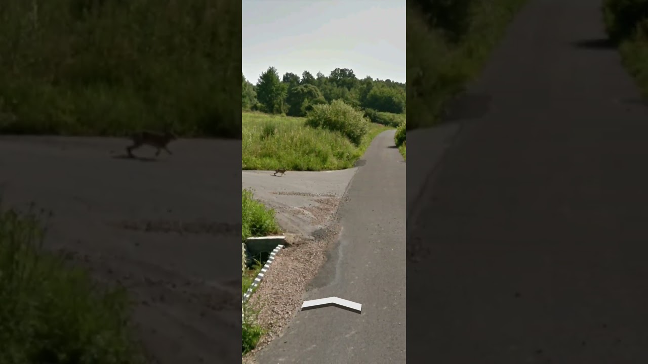 Normal flying rabbit in Poland🤣🤣🤣