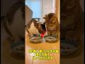 【神回】食いしん坊な猫相方の飯を狙ってボコられる #猫 #cat #ショート動画 #猫 #ショート動画 #猫のいる生活 #猫のいる生活 #adorably #猫のいる暮らし #ねこ #癒し #可愛い
