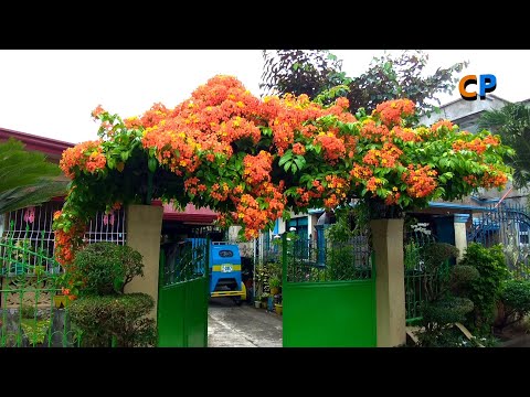 Video: Namumulaklak na Maple Houseplant - Paano Pangalagaan ang Halamang Abutilon